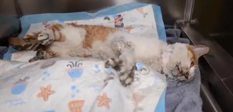 不停抽搐的小橘猫,虽然等到帮助,可最后还是没能把它留住 不停抽搐的小橘猫,虽然等到帮助,可最后还是没能把它留住