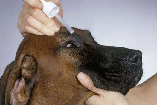 怎样给狗狗滴眼药水