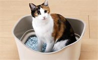 猫砂应该怎么用