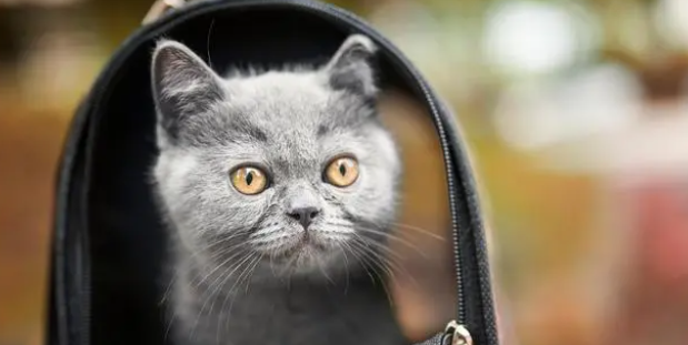 猫舍在哪里找？多年养猫人告诉你，猫舍和后院的猫，区别在哪！