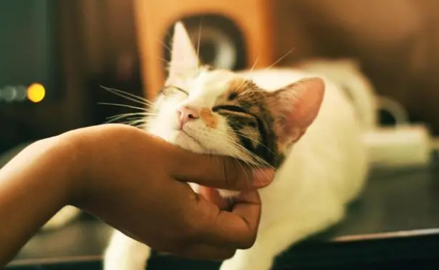 猫总是不老实地伸爪抓沙发,这是为何?为啥买了猫抓板猫也不用? 猫总是不老实地伸爪抓沙发,这是为何?为啥买了猫抓板猫也不用?