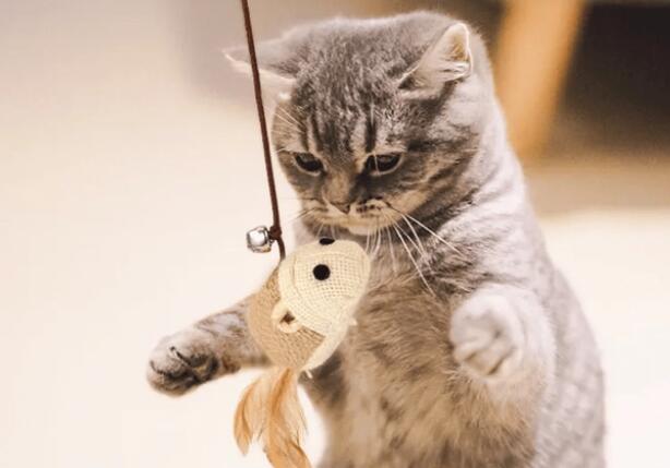 适合小猫玩的玩具 适合小猫玩的玩具
