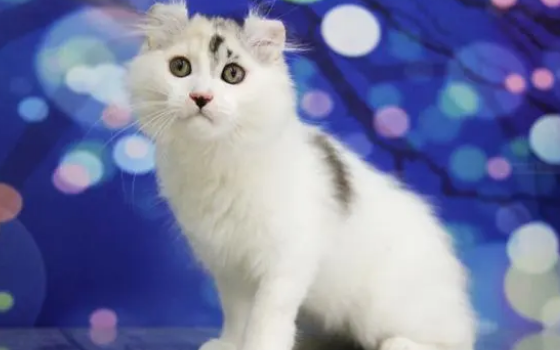 猫咪可以天天吃营养膏吗? 猫咪可以天天吃营养膏吗?