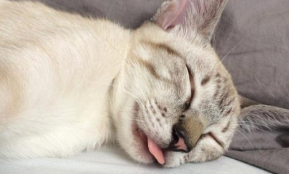 猫的呼噜声很大是怎么回事？注意分辨这几种情况