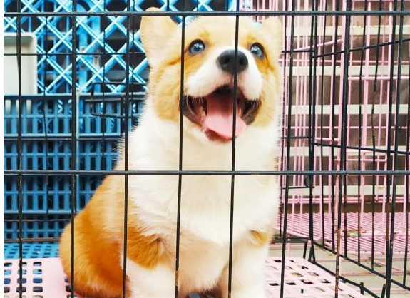 狗进笼子一直叫怎么办 狗进笼子一直叫怎么办