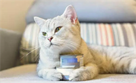 猫粮配罐头，好吃又营养？别这样喂你的猫了