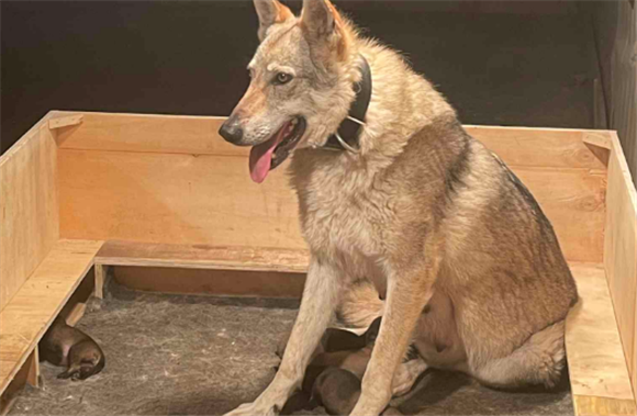 捷克狼犬在中国哪些地方禁养？看看有没有你那