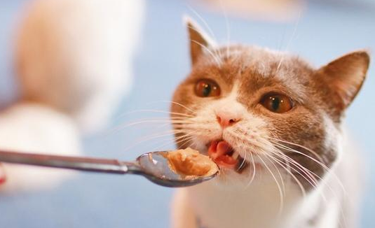 两个月猫能吃罐头吗