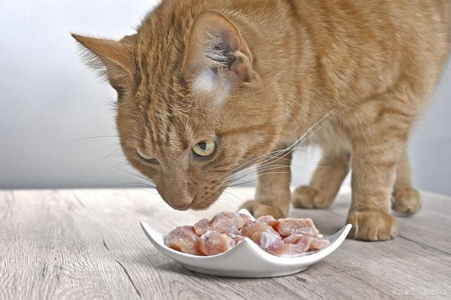 猫罐头品牌排行榜性价比高
