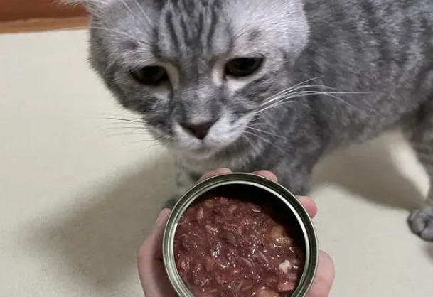 猫罐头一天吃多少合适