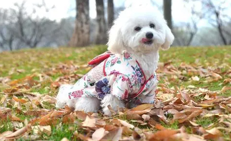 如何纯手工定做宠物衣服? 如何纯手工定做宠物衣服?