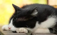猫条是什么东西?