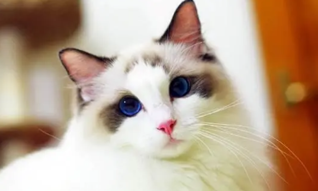 猫咪营养膏是不是必须要吃 猫咪营养膏是不是必须要吃
