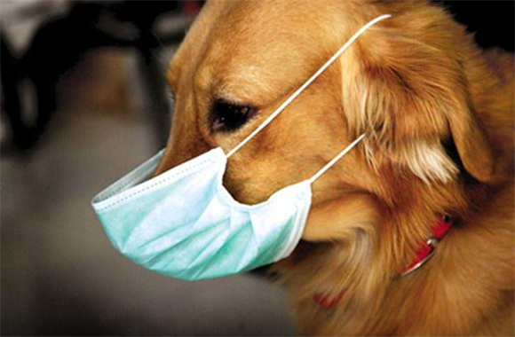 犬瘟热咳嗽吗