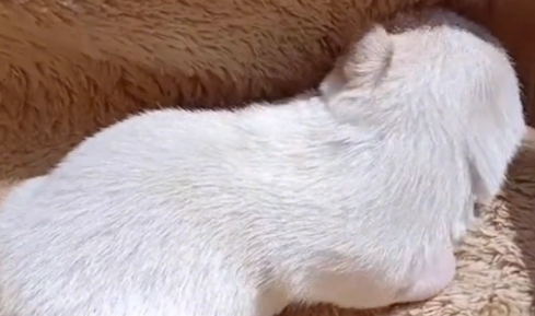 还没睁眼就被抛弃，幸运被收留的小奶狗，刚到新家就饿得嗷嗷直叫