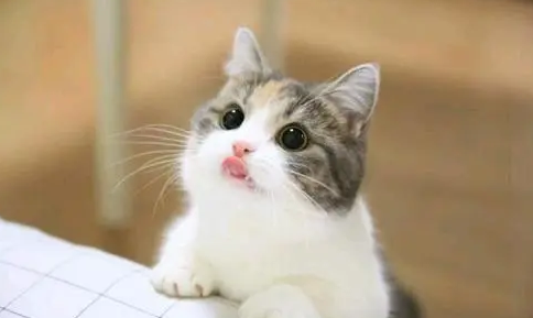 一天给猫咪喂食一根猫条会不会多? 一天给猫咪喂食一根猫条会不会多?