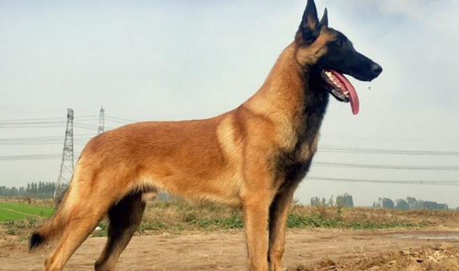 马犬的玩具有哪些 马犬的玩具有哪些