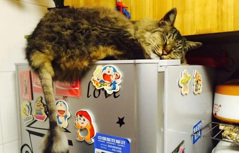 苏州偷猫曝光!当事人被偷猫贼拖行致脑震荡 苏州偷猫曝光!当事人被偷猫贼拖行致脑震荡