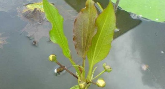 常见水草种类及图片 常见水草种类及图片