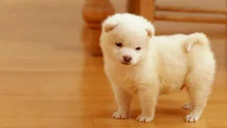 狗狗或猫咪的体外驱虫滴多了会有影响吗？