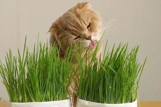 猫草是剪了喂还是直接让猫咪吃？猫咪吃猫草有什么好处？