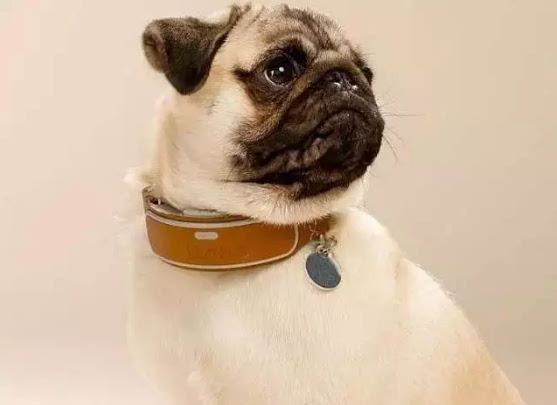 狗狗项圈多少钱 狗狗项圈多少钱