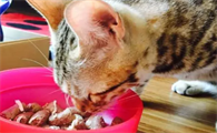 豹猫喂什么猫粮