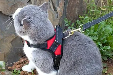 猫咪牵引绳怎么弄