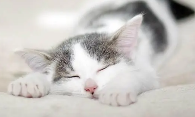 猫咪营养膏是不是必须要吃 猫咪营养膏是不是必须要吃