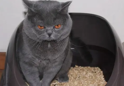 普通猫砂多少钱一袋