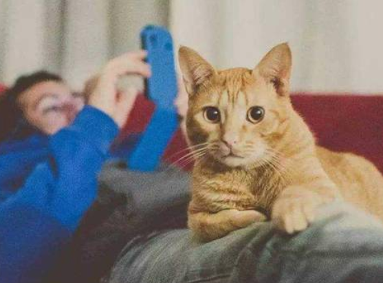 养猫该做什么准备,你们真的知道吗? 养猫该做什么准备,你们真的知道吗?