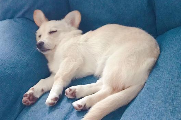 狗狗睡姿看性格，真的一点都没错！