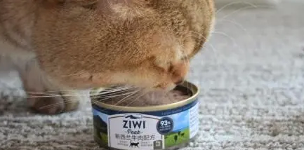 猫天天吃罐头好吗 猫天天吃罐头好吗