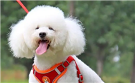 狗狗衣服带牵引绳