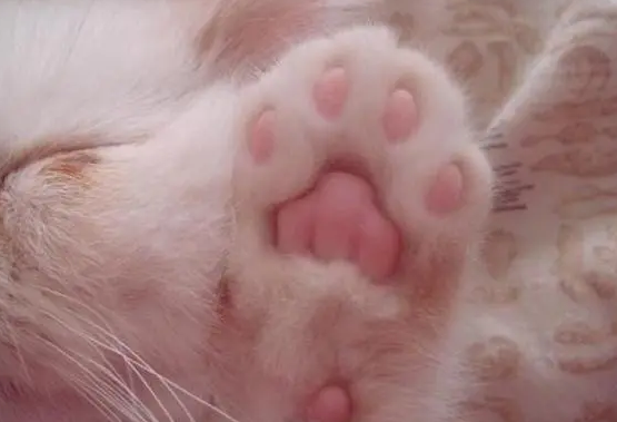 猫脚下的肉垫有什么作用？本文帮你解答！