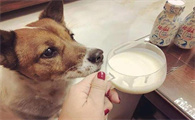 狗狗能喝酸奶不