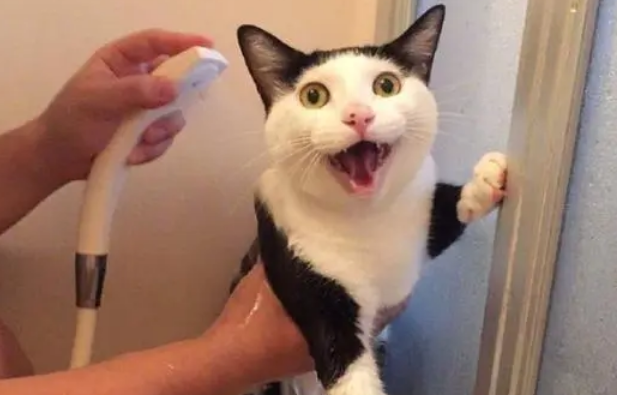 过度给猫咪“洗澡”，百害而无一利，别再害它了！