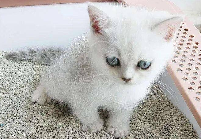 猫砂一个月用多少 猫砂一个月用多少