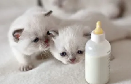 猫吃什么奶粉