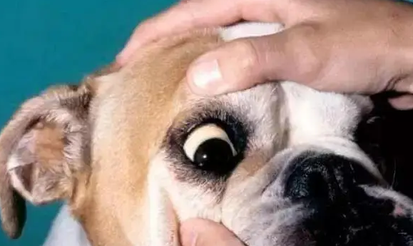 狗得焦虫病是怎么治疗?试试这几个办法