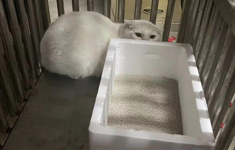 苏州偷猫曝光!当事人被偷猫贼拖行致脑震荡 苏州偷猫曝光!当事人被偷猫贼拖行致脑震荡