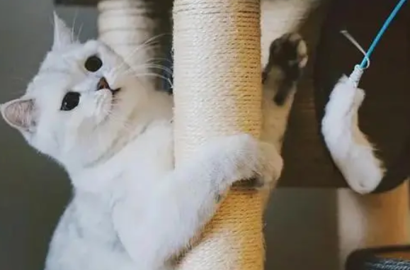 猫咪寄养注意事项 猫咪寄养需要哪些问题 猫咪寄养注意事项 猫咪寄养需要哪些问题