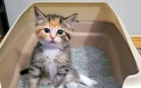 猫砂一个月几斤 猫砂一个月几斤