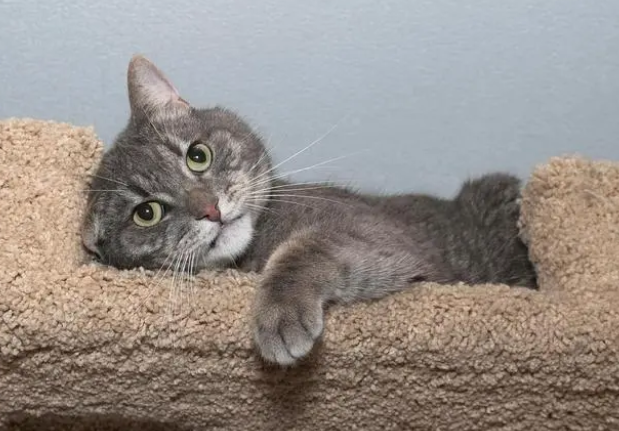 猫抓板多久换一个?别说养猫费钱 猫抓板多久换一个?别说养猫费钱