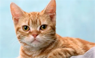 一文带你了解猫8个月相当于人几岁?
