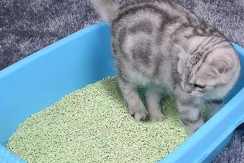猫砂用什么材质的好