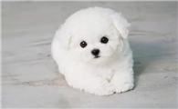 比熊犬狗粮哪个牌子好