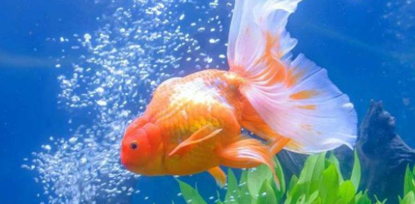 养鱼需要给鱼缸打氧吗？这两种情况不要打氧