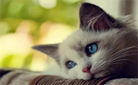 猫用益生菌揭秘，原来他的作用真不小