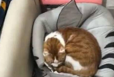 主人回家感觉不对劲，看到橘猫后哭笑不得，网友：差点闹出猫 